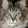 Rare Cats logo