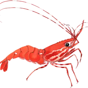 ShrimpFarm logo